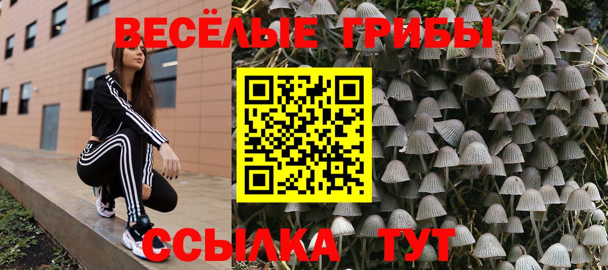 Галлюциногенные грибы Psilocybe  Псилоцибиновые грибы мицелий  Нижний Новгород 